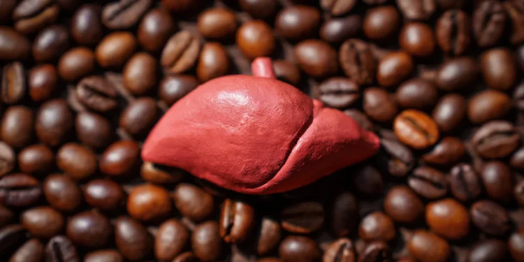 Grootschalige studie koppelt koffie aan minder leverkanker en cirrose