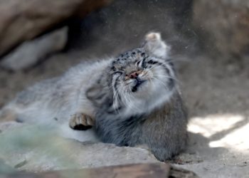 Japanse dierentuin toont zeldzame en chagrijnig kijkende Pallas' katten