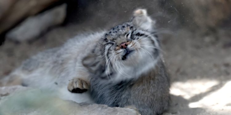 Japanse dierentuin toont zeldzame en chagrijnig kijkende Pallas' katten