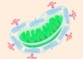 Nieuwe doorbraken zetten mitochondriën in als wapen en therapie