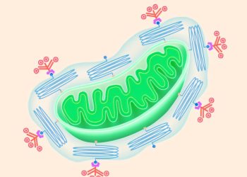 Nieuwe doorbraken zetten mitochondriën in als wapen en therapie