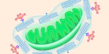 Nieuwe doorbraken zetten mitochondriën in als wapen en therapie