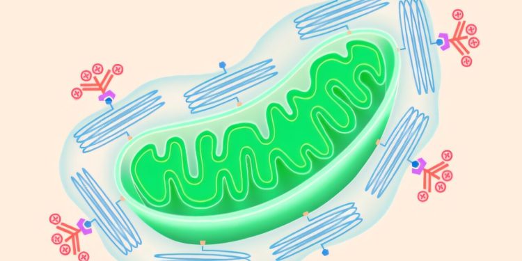 Nieuwe doorbraken zetten mitochondriën in als wapen en therapie