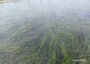 Inheems zeegras biedt nieuwe kansen voor herstel verstoorde kustgebieden