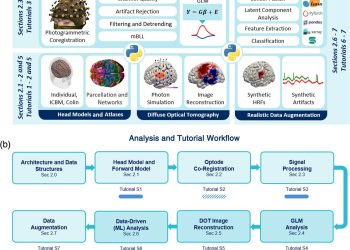 Nieuw Python-framework stroomlijnt analyse van optische hersenscans