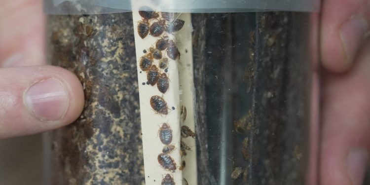 Toename van bedwantsen zorgt voor nieuwe zorgen over gezondheidsrisico's