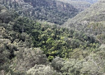 Verborgen regenwoud ontdekt in kloven van Australische Blue Mountains