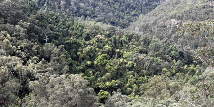 Verborgen regenwoud ontdekt in kloven van Australische Blue Mountains